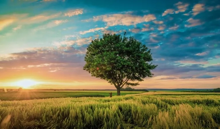 Tree in field, Bangladesh